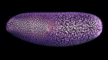 Mitotic waves and gastrulation in a fly embryo