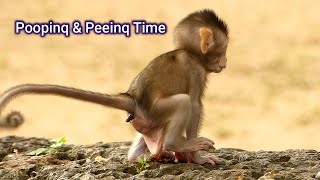 Pooping Peeing Time Of Wild Babies Jud After Get Much Milk