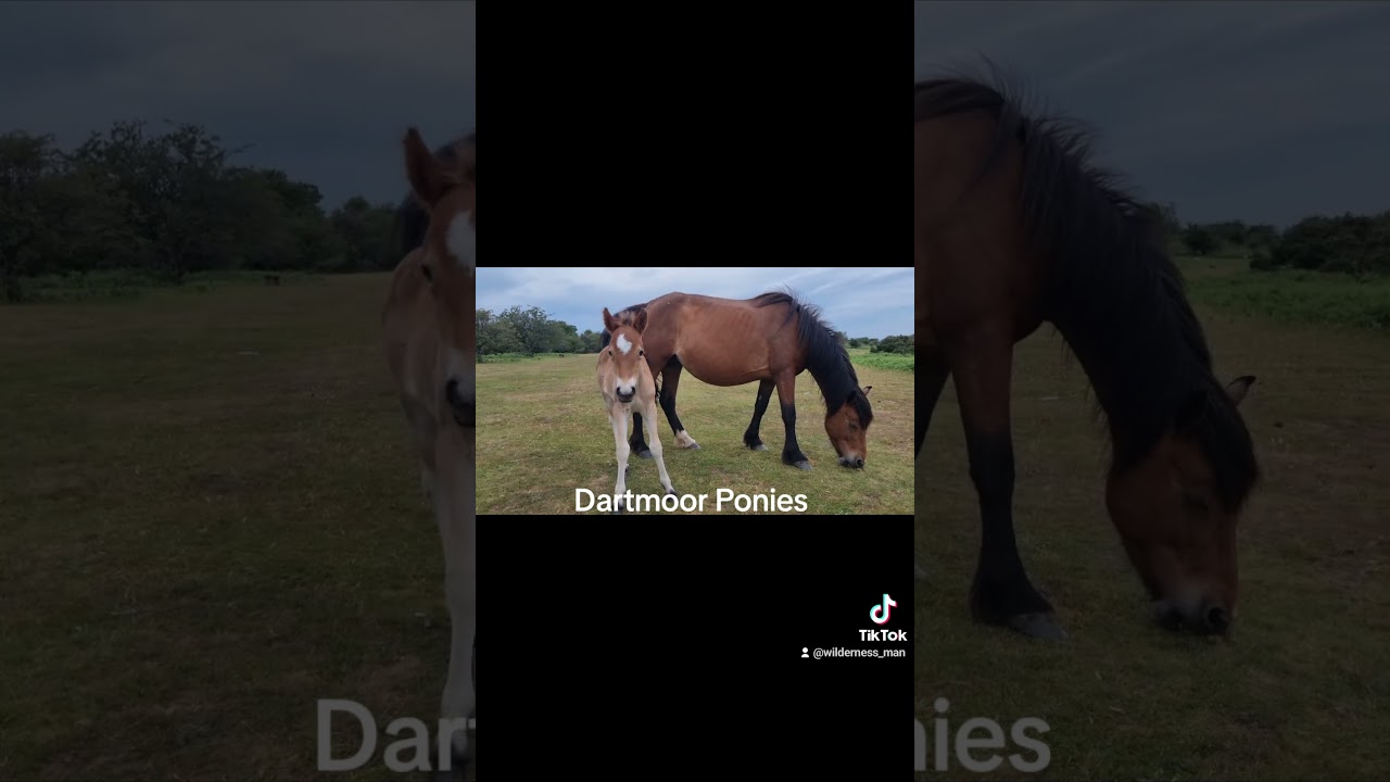 Wild Dartmoor Ponies on Dartmoor National Park Devon
