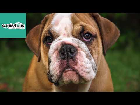 Video: Compartiendo cuencos de agua y tos de la perrera