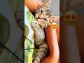 #kitten #kätzchen #catbaby #katze #pets #petsupplies #haustiere #youtubeshorts #reels #shorst