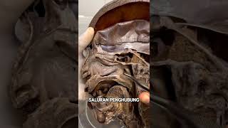 Download Lagu Gia Cerita Anatomi: Eps. Rongga Hidung MP3