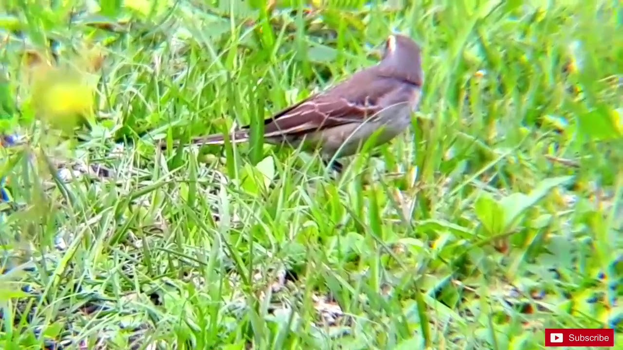 Burung apung / kicuit 