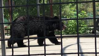 Гималайский мишка обходит свои владения) Тайган Himalayan bear bypasses its possessions) Taigan