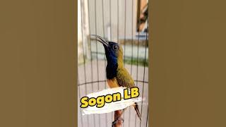 Sogon Rasa Lovebird #SOGON #sogongacordor