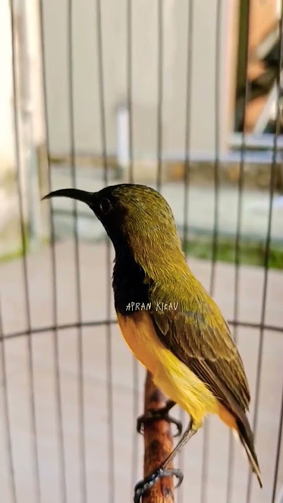 Sogon Rasa Lovebird #SOGON #sogongacordor