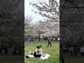 Family time at Toneri Park Japan #japan #park #sakura