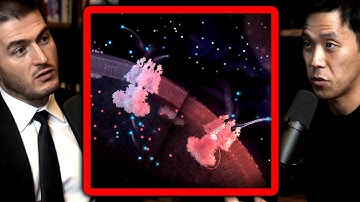 The greatest invention nature ever made | DJ Seo and Lex Fridman