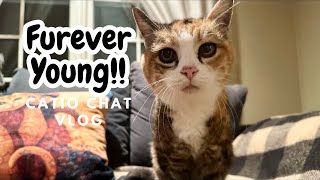 24 Years Old?? Catio Chat Vlog #pets #animals #cats #catlover #catvideo by Maine Coon Capers 296 views 4 days ago 9 minutes, 59 seconds