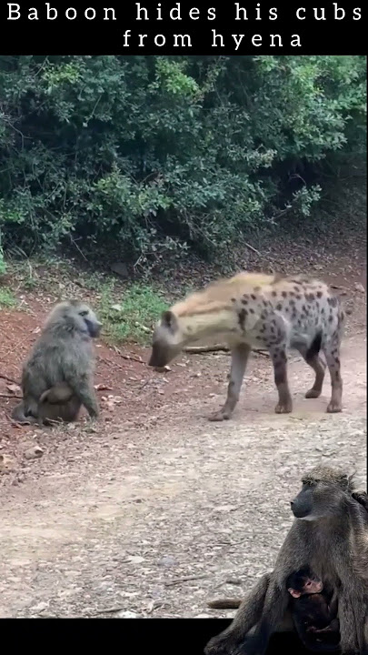 Baboon hides his cubs from hyena