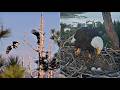 JACKIE BRINGS EXTRA FLUFF FOR NEST & SPREADS IT! PREPARING FOR PIP WATCH! Big Bear FOBBVCAM 3.29.26