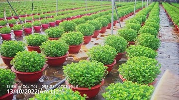 SỈ BÔNG CÚC ĐẠI ĐÓA | VIDEO 5 | ( 13/10 âm lịch )-(Mùa BôngTết 2023)Kim Dinh|Bà Rịa-VũngTàu