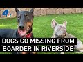 Dogs Go Missing From Boarder in Riverside | NBCLA