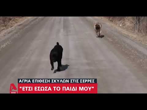 Βίντεο: Τρυπήματα στα σκυλιά