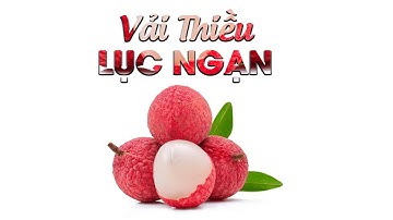 Vải Thiều Đỏ Rực Các Vườn Tại Lục Ngạn | Thu Hoạch Cùng Bà Con