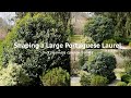 How to Prune Large Shrubs - Portuguese Laurel | Our Japanese Garden Escape