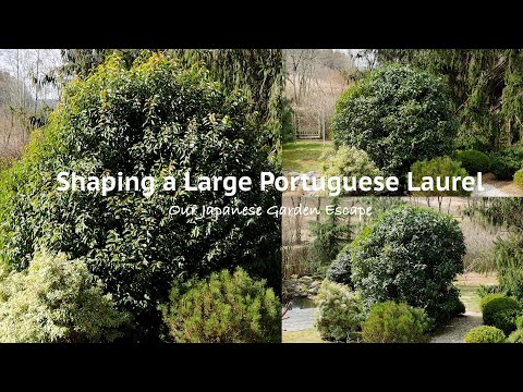 Video: Portuguese Laurels Sa Hardin – Pagtatanim ng Portuges Laurel Hedge