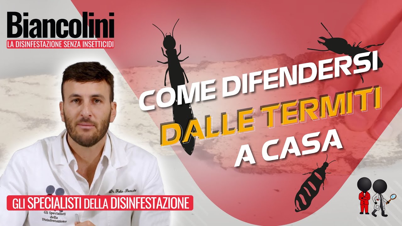 Termiti del legno umido: ecco come difendersi youtube Termiti del legno