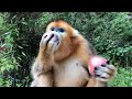 Golden Monkey Eating Apple.  Funny Monkey