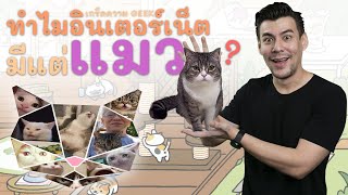 เกร็ดความ GEEK : ทำไมอินเตอร์เน็ตมีแต่แมว? [ ร่วมกด JOIN สนับสนุนเราหน่อยนะ ]