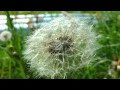 Весенняя природа Spring Nature Relaxation Video HD 1080p