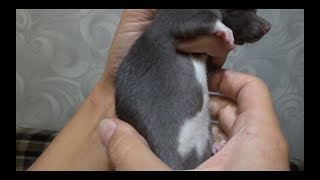 Новый член семьи / подробности / декоративные крысы Новый член семьи / подробности / декоративные крысы