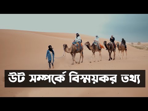 ভিডিও: কথাটির অর্থ 