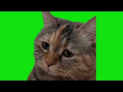 Sad Cat Meowing Meme Green Screen Chroma Key Template