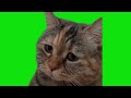 Sad cat meowing meme green screen chroma key template