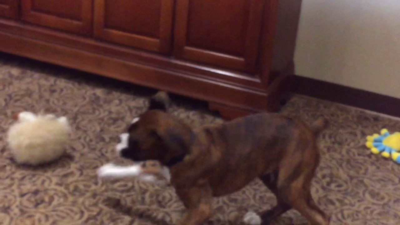 petco hours Jack & Mr. Hedgie