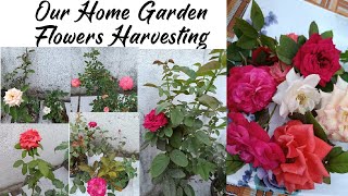 Our Home🏡 Garden Flowers Harvesting