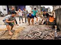 Terrifying Sound Comes From The Mouths Of 100 Mating King Cobras | Fishing TV
