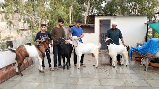 Home Breed Malwa Goat's At Nadeem Goats