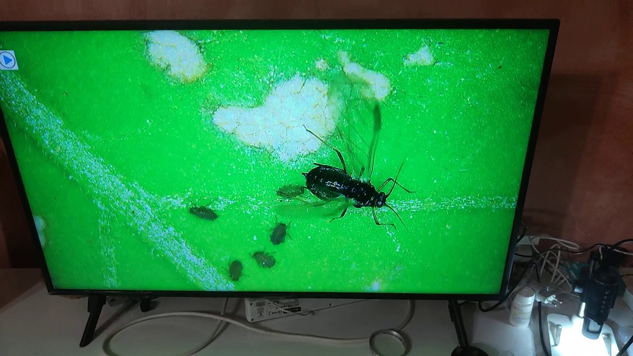 PULGÓN EN TOMATERAS