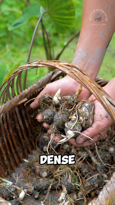 Download lagu Taro corm prepared into chewy balls