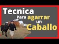 ✅ Como Agarrar un caballo Suelto -  Que hacer cuando un caballo no se deja agarrar