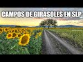 Campos de Girasoles en Cerritos, San Luis Potosí | Descubre SLP 2020
