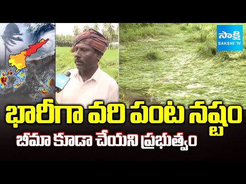 Montha Cyclone Effect : Paddy Crop Damage in East Godavari |@SakshiTV - SAKSHITV