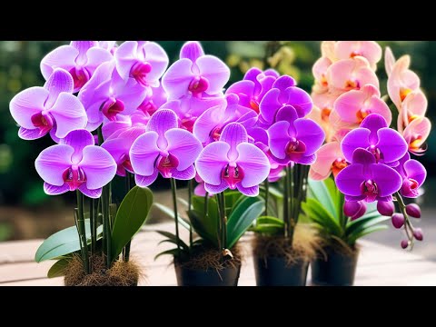 ОРХИДЕЯ НЕ любит эти 10 вещей! ЖАЛЕЮ, что РАНЬШЕ об этом не знала, выпускает цветоносы мгновенно!