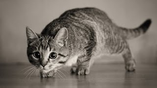 Много котов охотятся на нечто... Много котов охотятся на нечто...