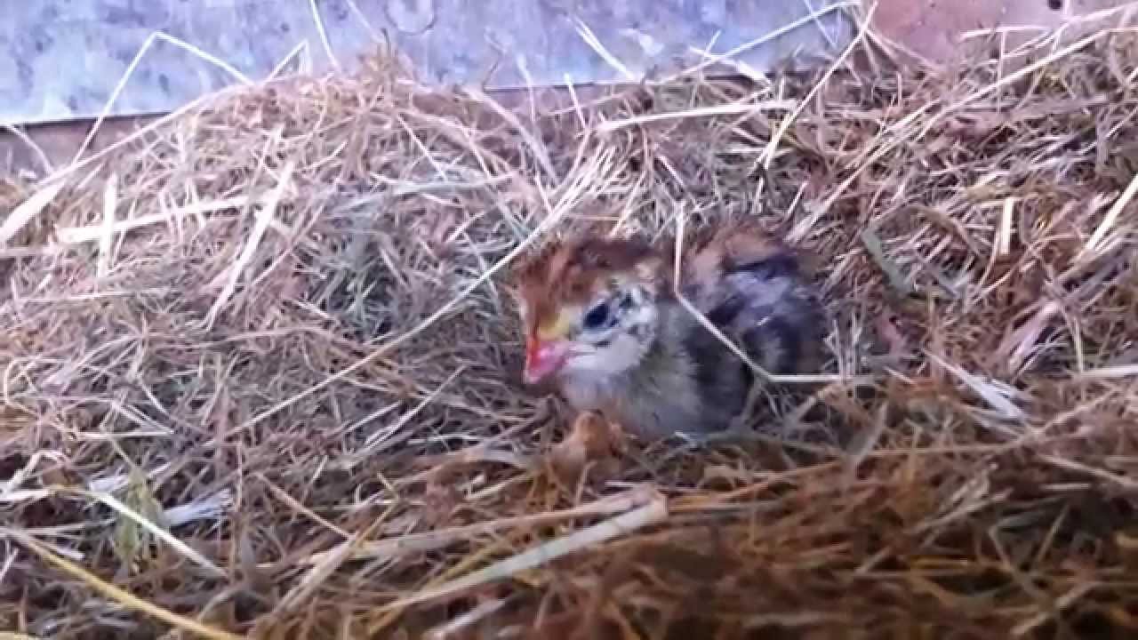 Day Old Quail Chick - YouTube