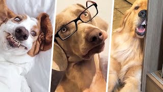 Cães engraçados #4