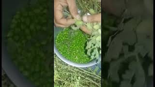 green chutney#youtube #youtubeshorts #ytshorts