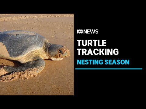 Students take to broome's famous cable beach to help protect endangered turtles | abc news