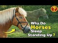 Why Do Horses Sleep Standing Up?