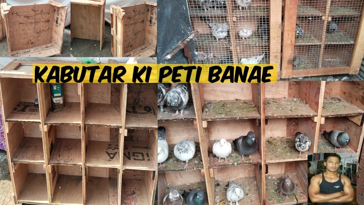 kabootar ki peti banan Ashfaque pigeons Nagpur se kabutar bazi ,🥰