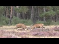 Knokken op de Veluwe