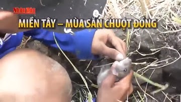 Phóng Sự Miền Tây 2017 | Mùa Săn Chuột Đồng