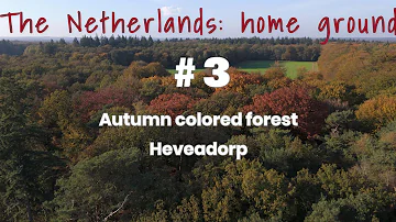 Netherlands 2024 #3 Autumn colored forest near Heveadorp DJI Air3
