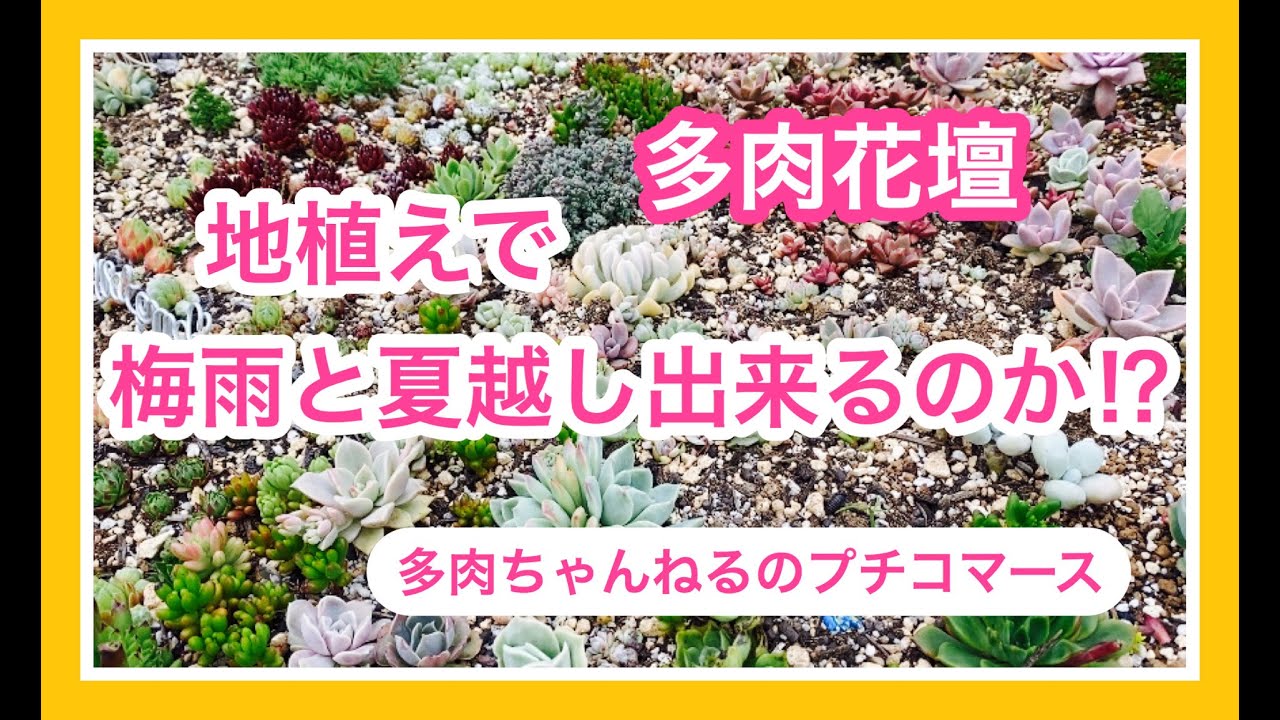 多肉花壇のご紹介と地植え花壇で梅雨と夏を乗り切れるのか Youtube